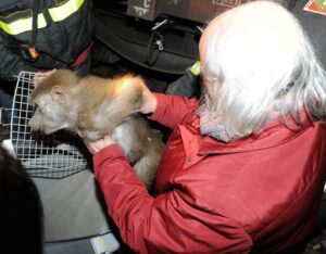 Babbuino scappa nella stazione di Busto Arsizio. Tre ore di ritardo e 13 regionali cancellati