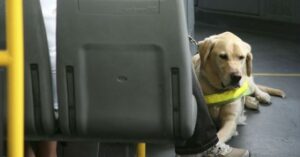 Cani sui bus, via libera immediato a Trieste