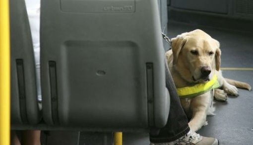 Cani sui bus, via libera immediato a Trieste
