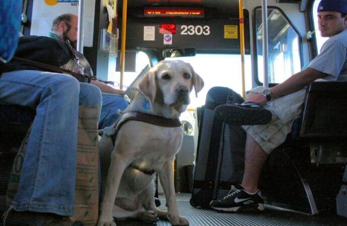 Milano: posto riservato su bus e metro per gli animali