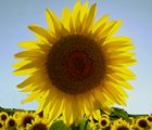 SMOG: "PIU' GIRASOLI NEI MOTORI". LA COLDIRETTI PRESENTA LA "ROAD MAP" PER OFFRIRE BIODIESEL A 10 MLN DI AUTO